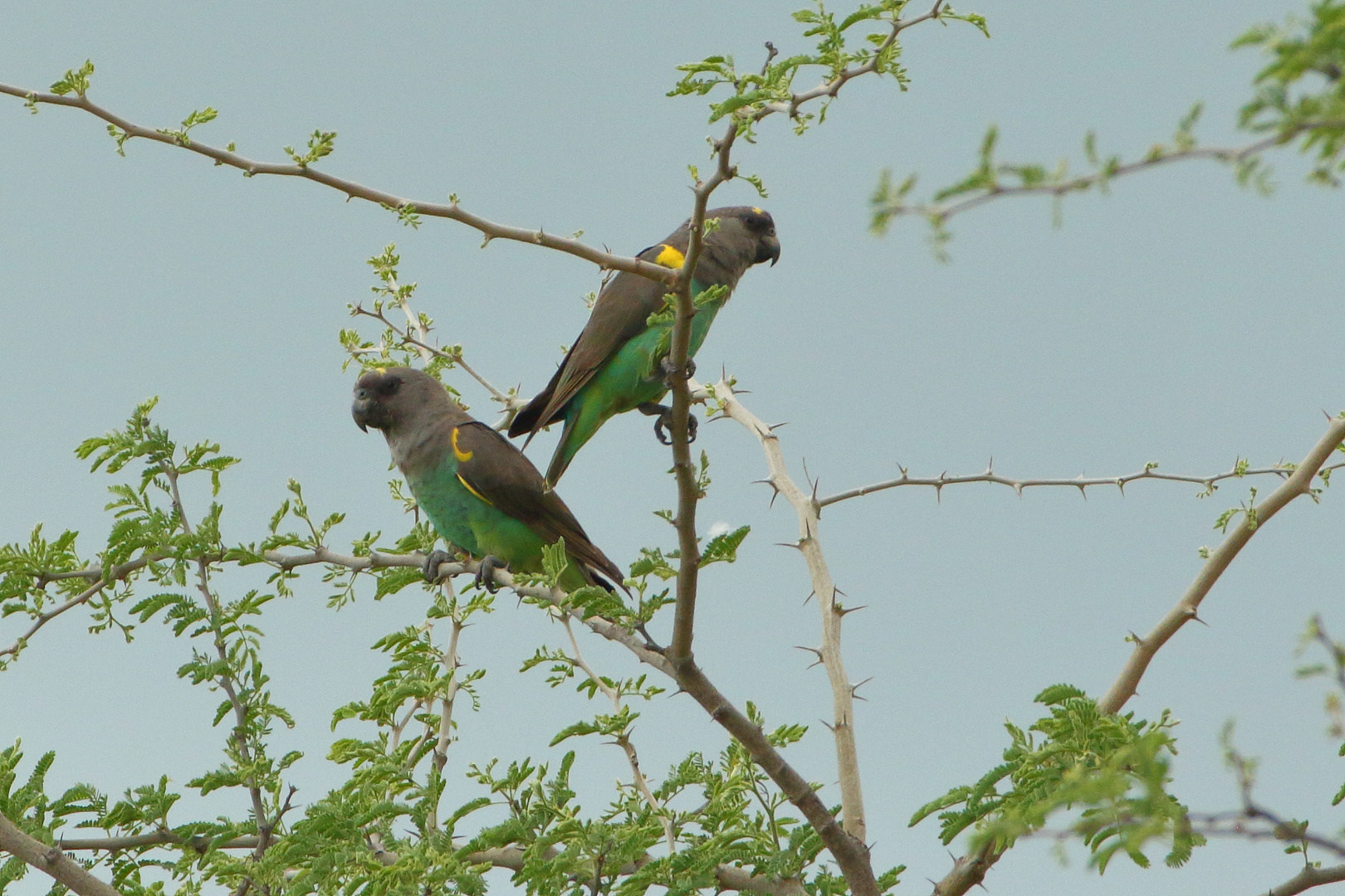 Goldbugpapagei (Polcephalus meyeri)