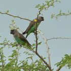 Goldbugpapagei (Polcephalus meyeri)