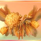 Goldchrysanthemen