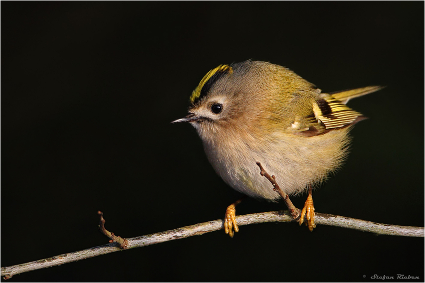 Goldcrest