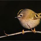 Goldcrest