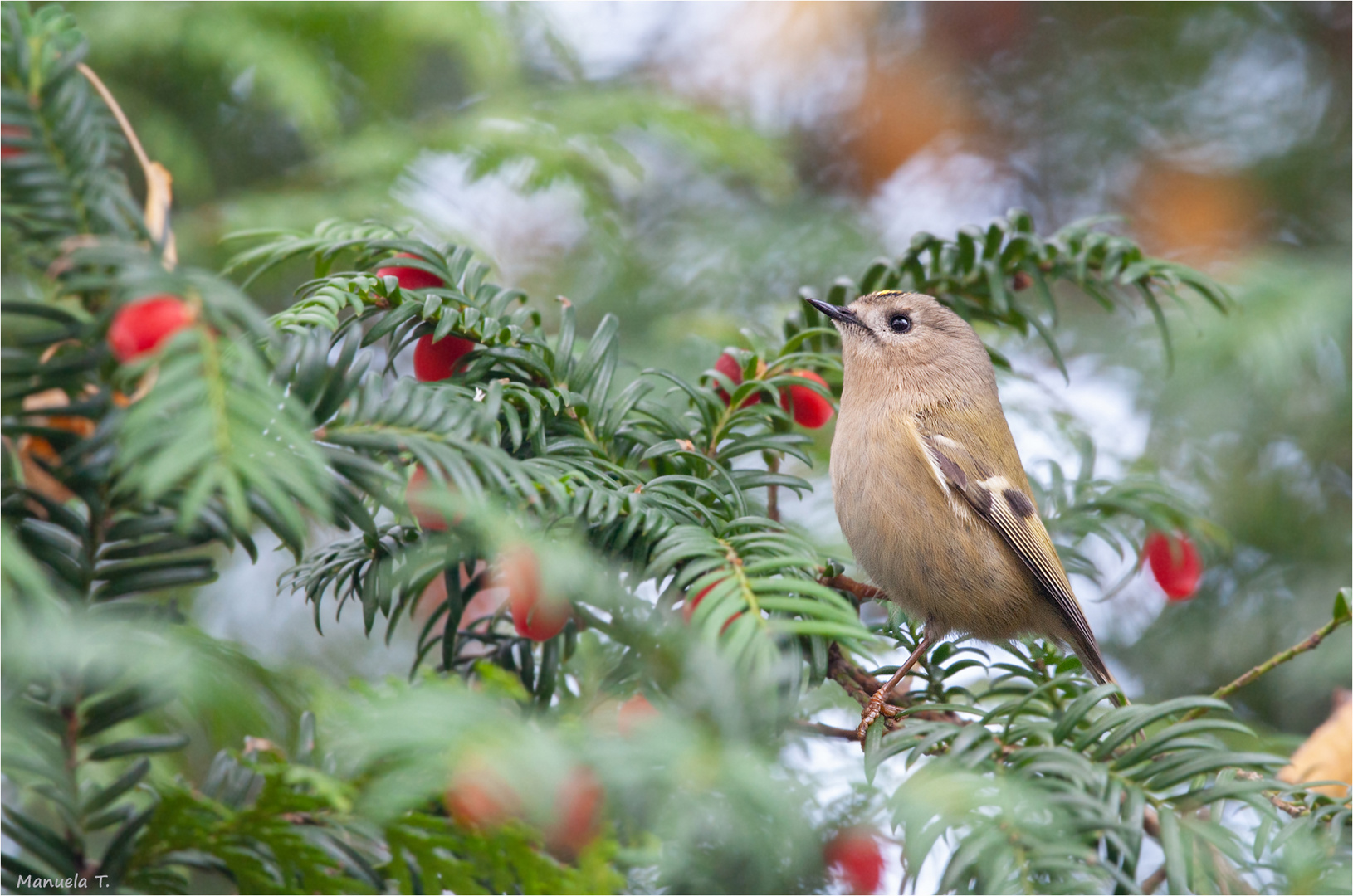 Goldcrest