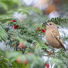 Goldcrest