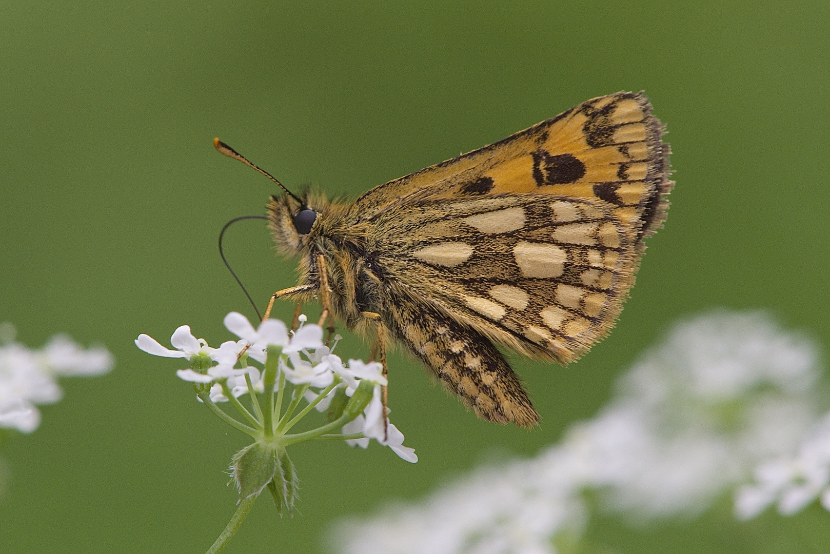 Golddickopffalter Carterocephalus silvicolus