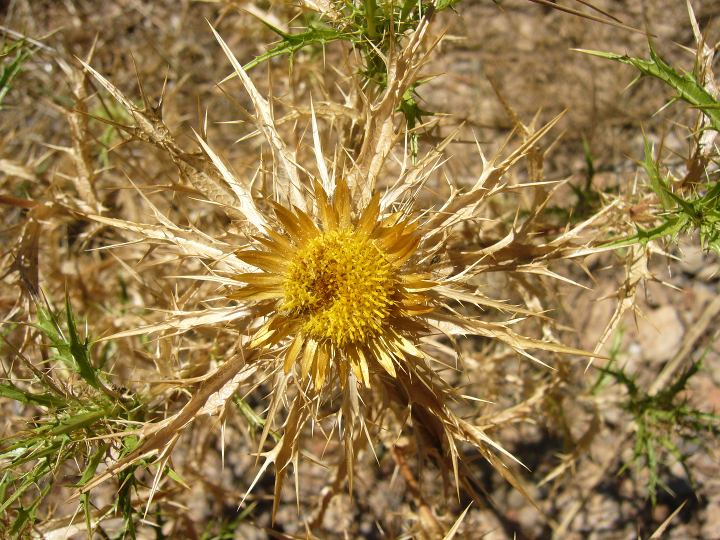 Golddistel