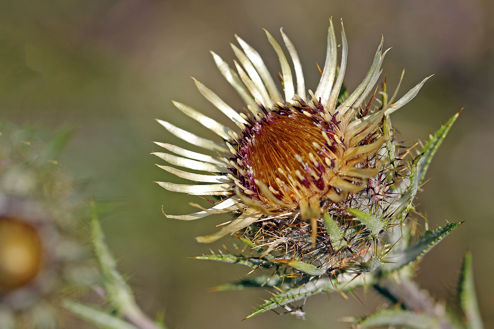 Golddistel (Carlina vulgaris)