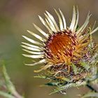 Golddistel (Carlina vulgaris)