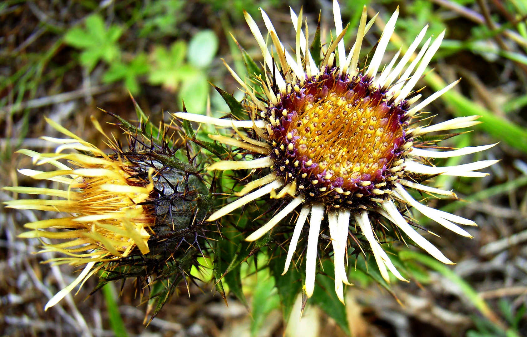 Golddistel (Carlina vulgaris)