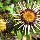 Golddistel (Carlina vulgaris)