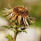 Golddistel (Carlina vulgaris)