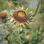 Golddistel (Carlina vulgaris)