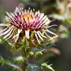 Golddistel (Carlina vulgaris)