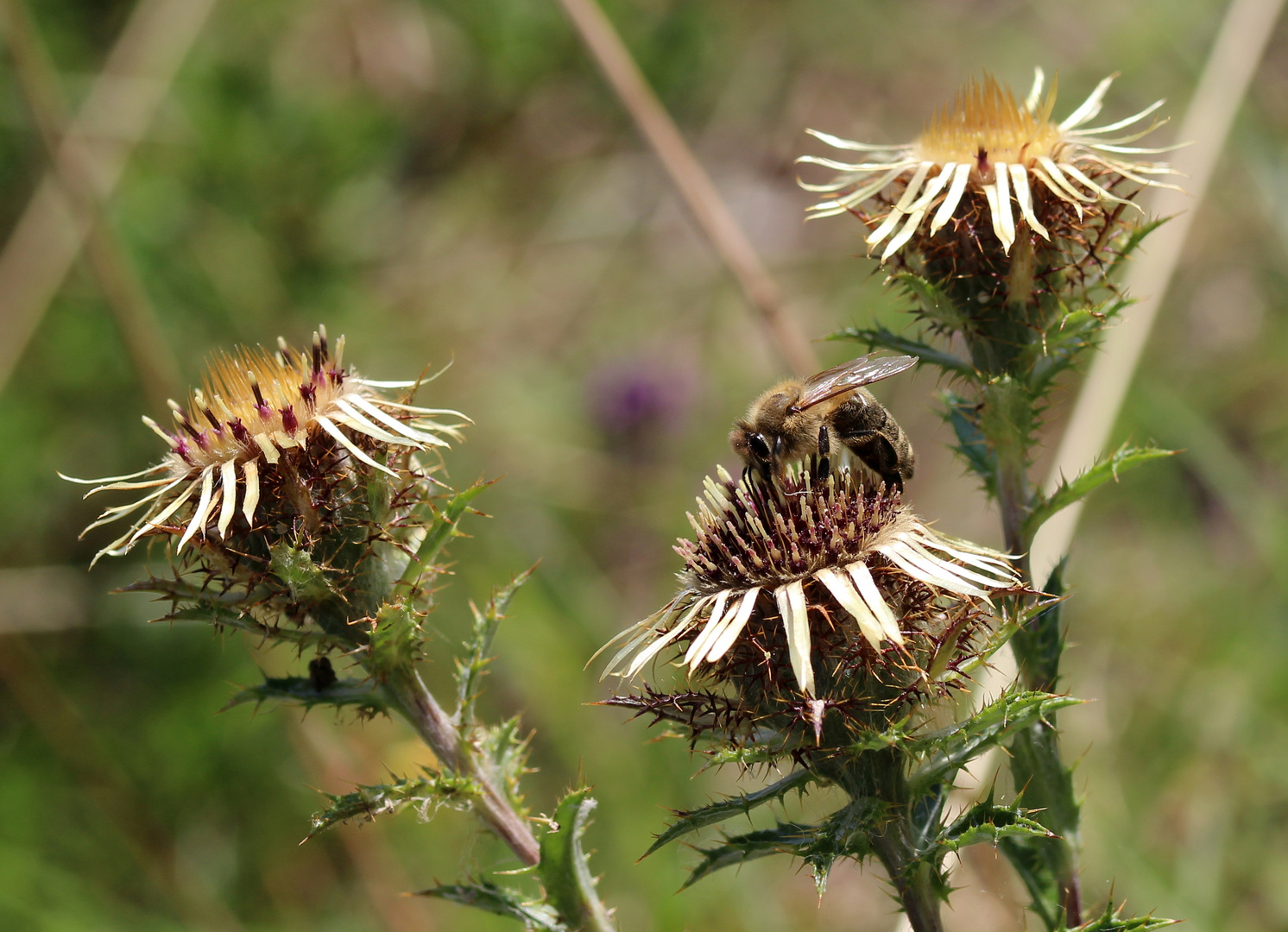 Golddistel (Carlina vulgaris)...