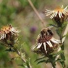 Golddistel (Carlina vulgaris)...