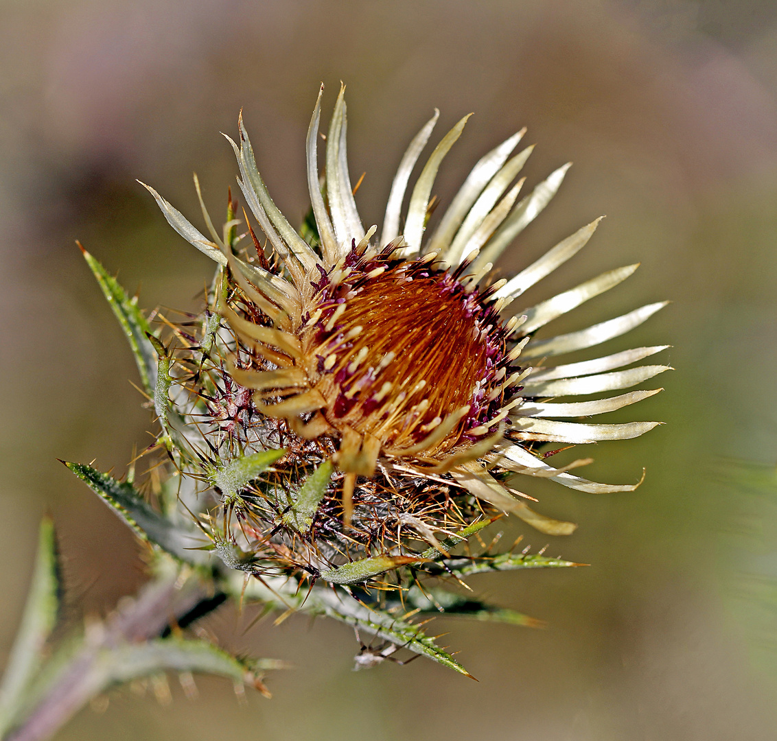 Golddistel (Carlina vulgaris)