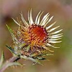 Golddistel (Carlina vulgaris)