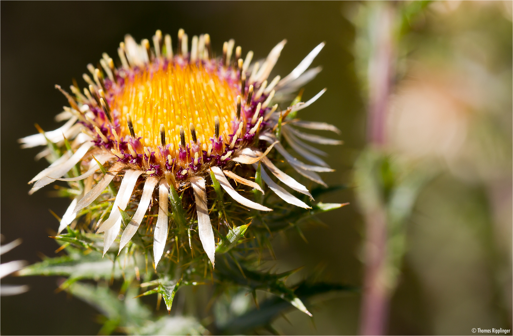 Golddistel (Carlina vulgaris)..