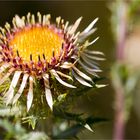 Golddistel (Carlina vulgaris)..