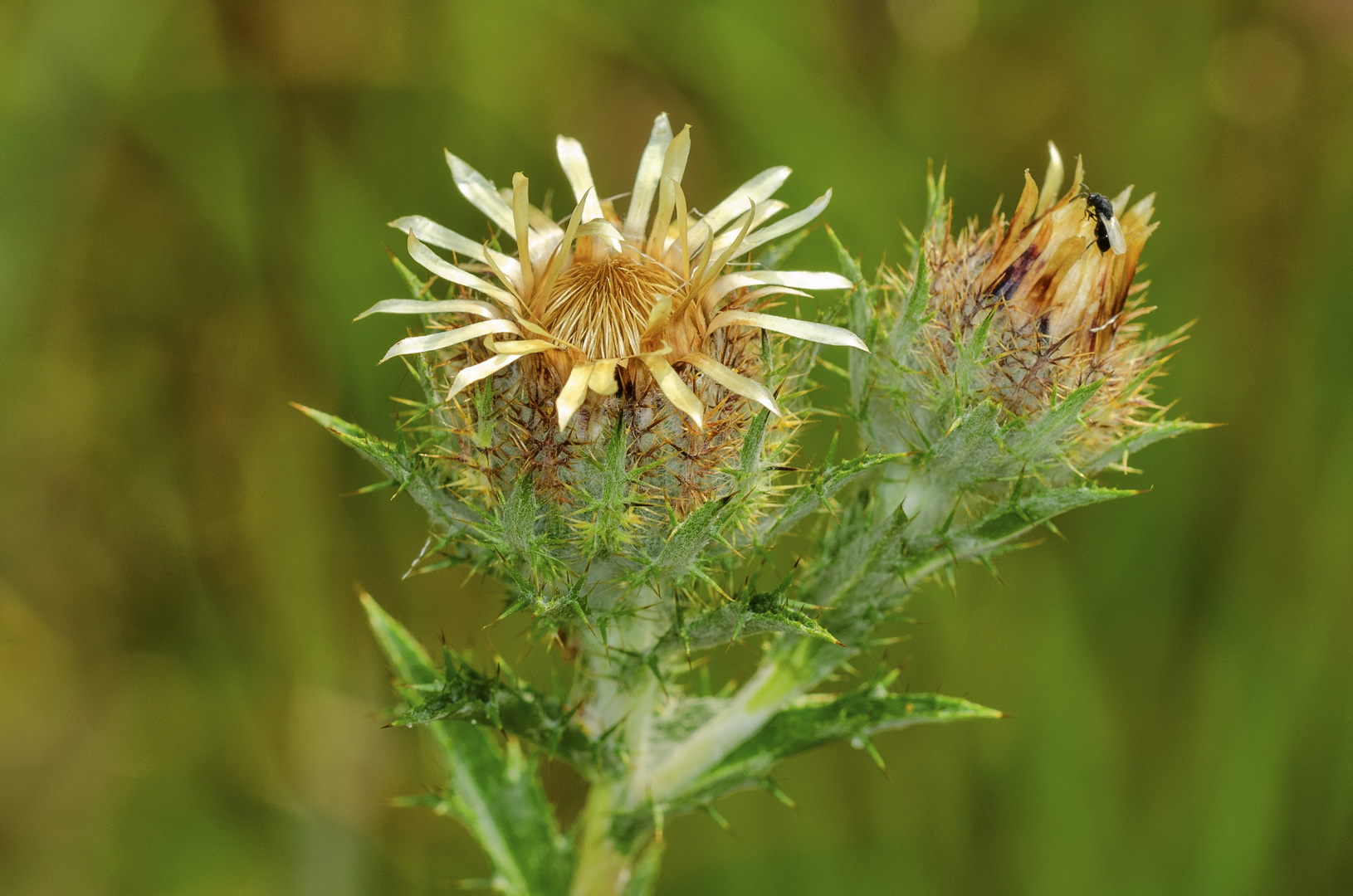 Golddistel (Carlina vulgaris)