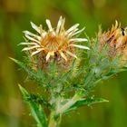 Golddistel (Carlina vulgaris)