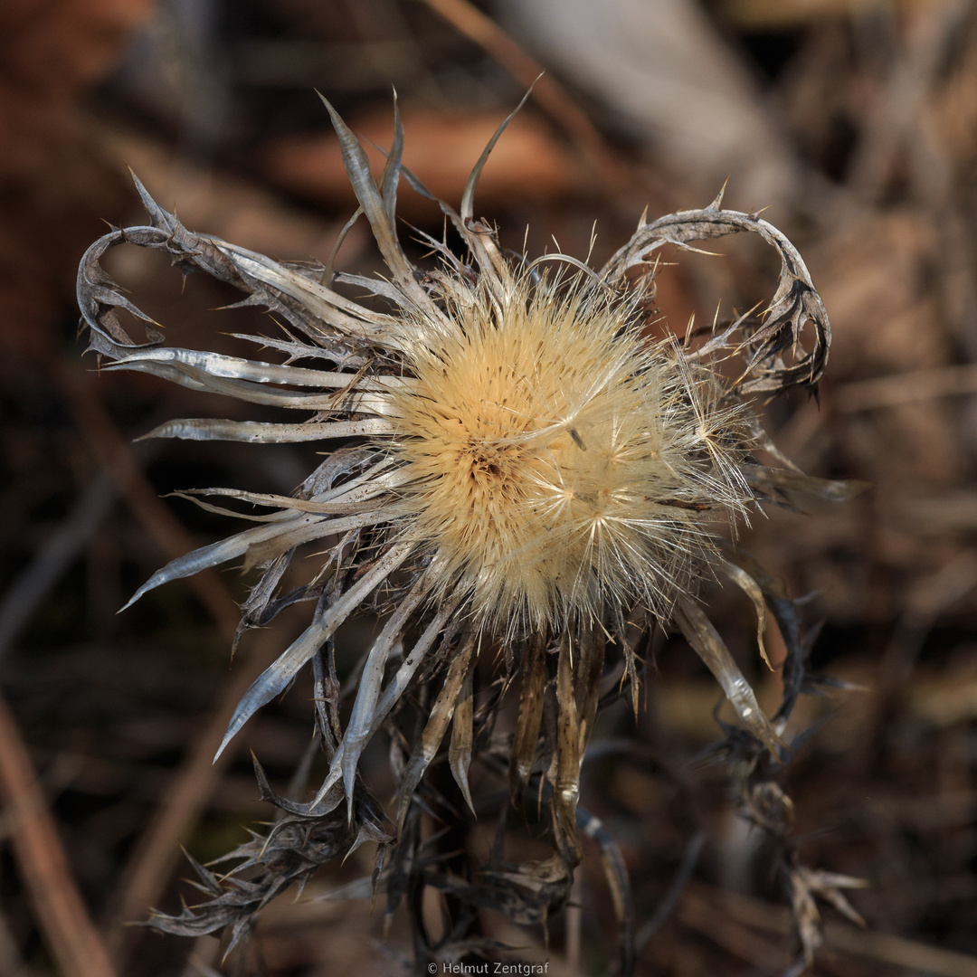 Golddistel (Gemeine Eberwurz?)