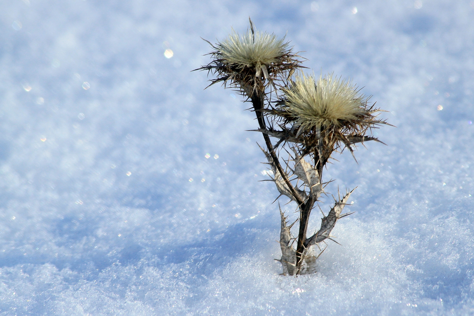 Golddistel im Schnee