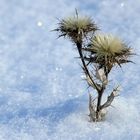 Golddistel im Schnee