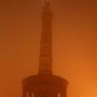 Goldelse im Nachtnebel