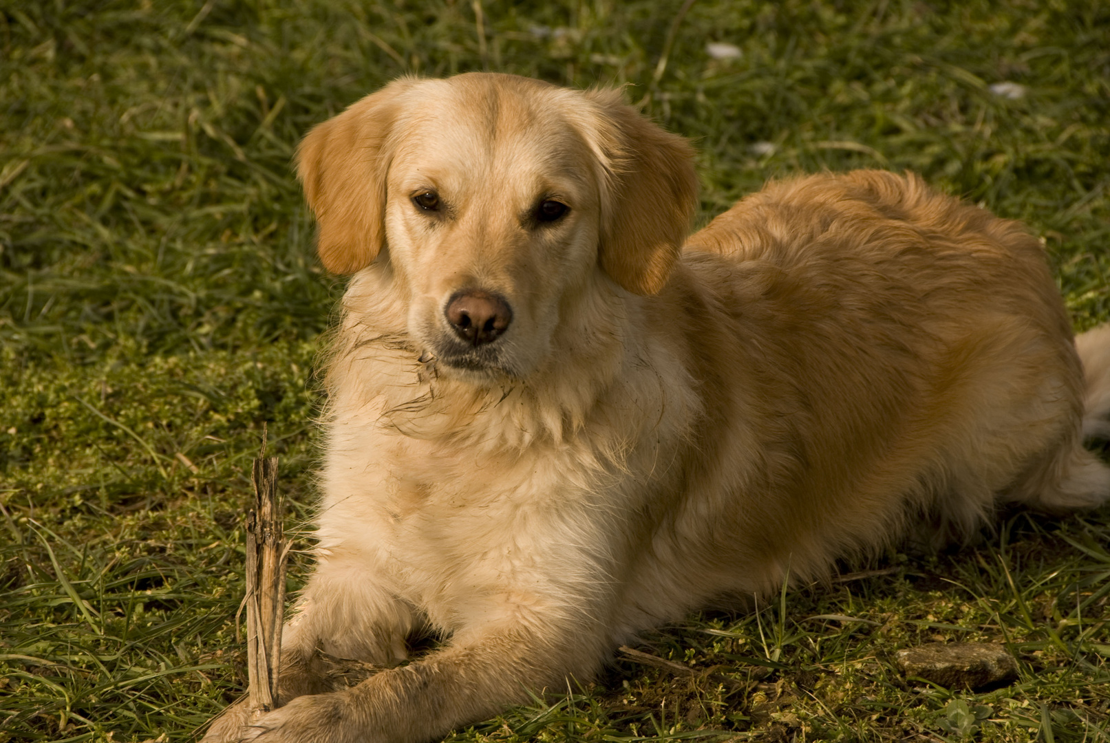 Golden - 15 Monate Geburtstag