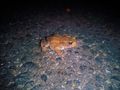 Golden and a simple Frog.... von Swinit 