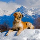 Golden Angels - Freundschaften im Gebirge