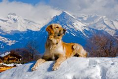 Golden Angels - Freundschaften im Gebirge