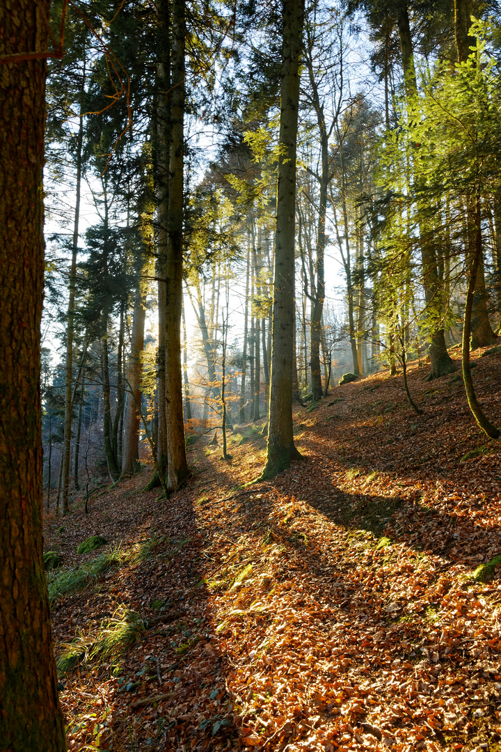 Golden autum