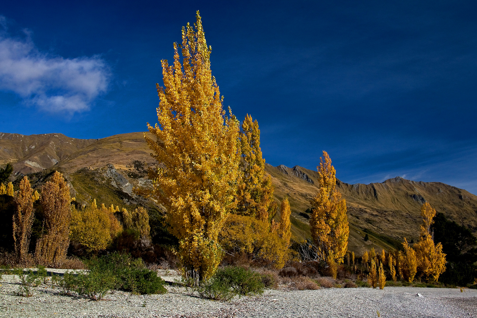 Golden Autum on Lake Wanaka