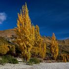 Golden Autum on Lake Wanaka