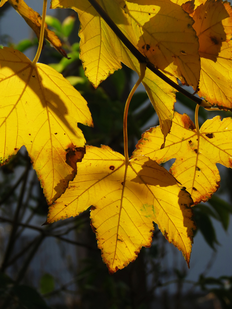 Golden Autumn 2017 - Berlin, Germany