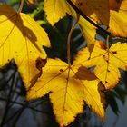 Golden Autumn 2017 - Berlin, Germany