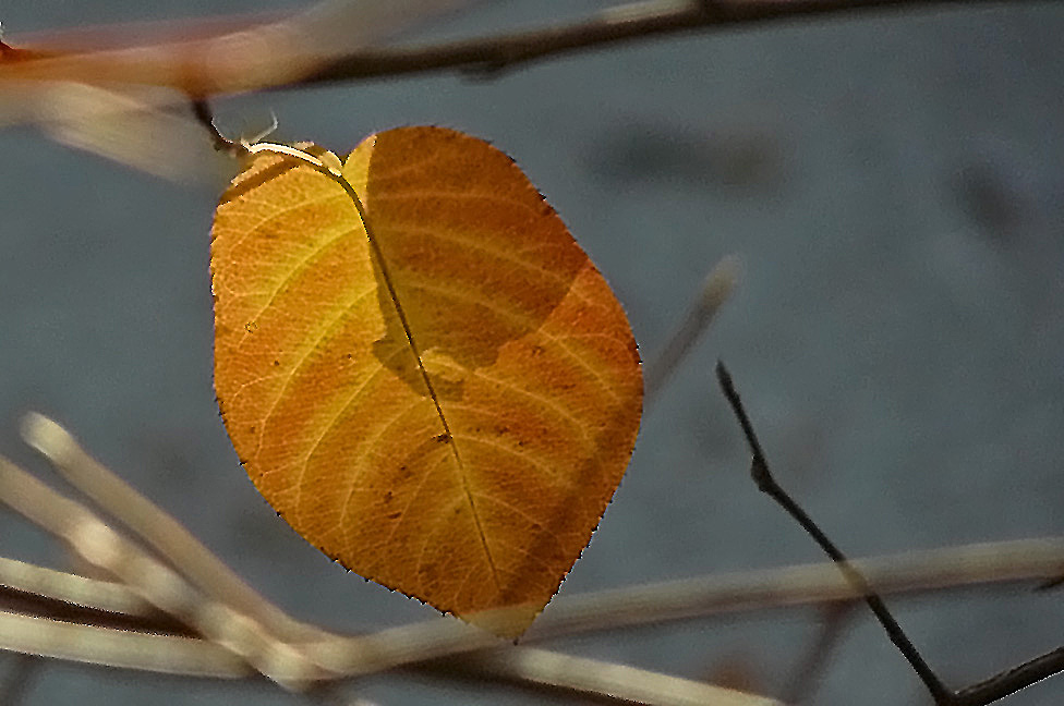 Golden autumn..