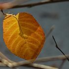 Golden autumn..