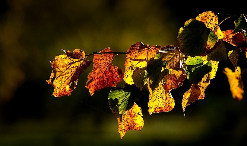 Golden Autumn