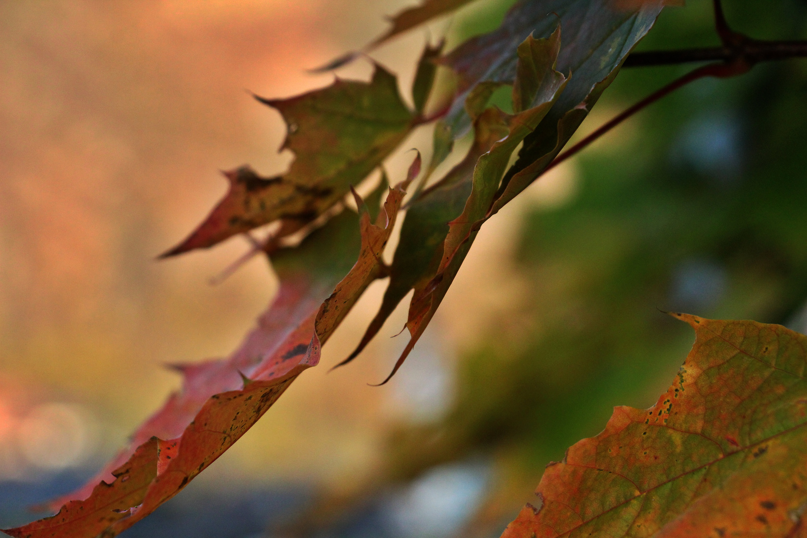 Golden autumn 