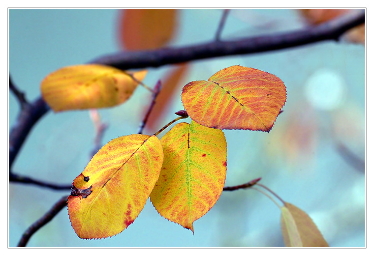 golden autumn