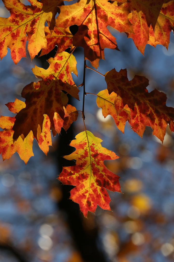 Golden Autumn - Ambient Light