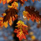 Golden Autumn - Ambient Light