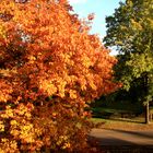 ...golden Autumn...