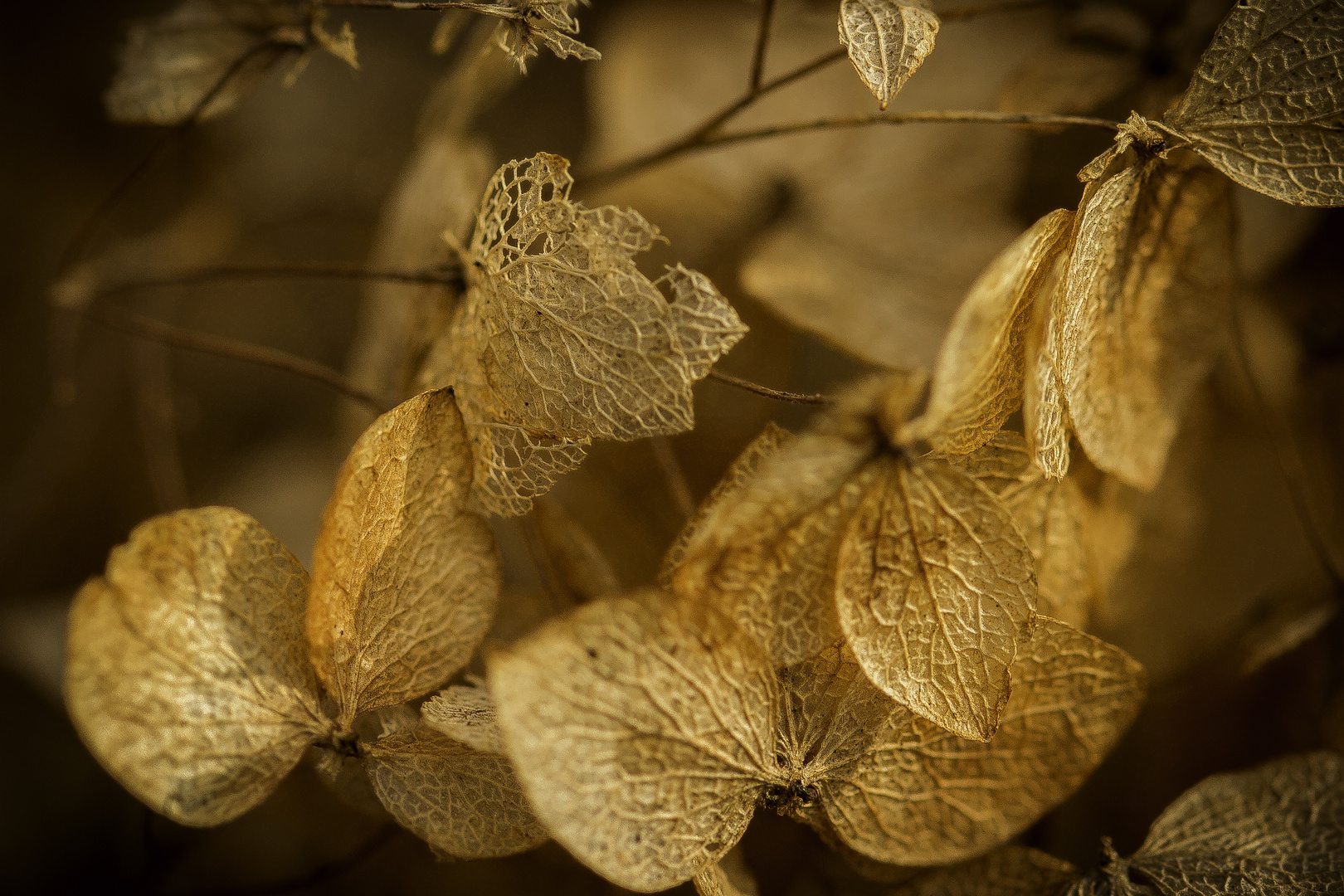 golden autumn