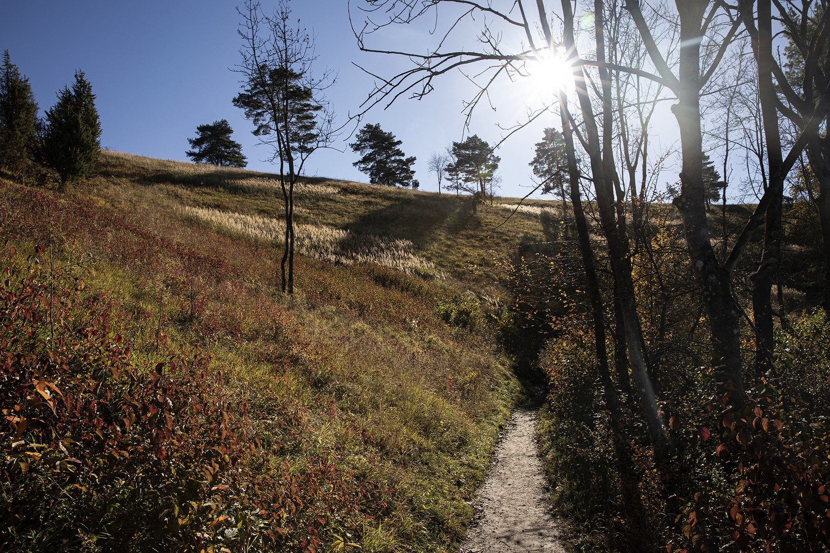 Golden Autumn Day