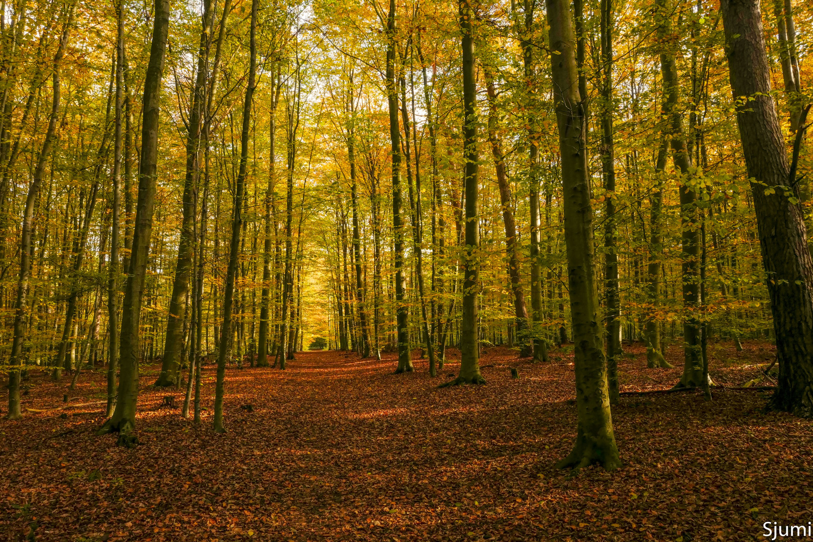 Golden autumn forest