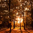 Golden Autumn, Goldener Herbst