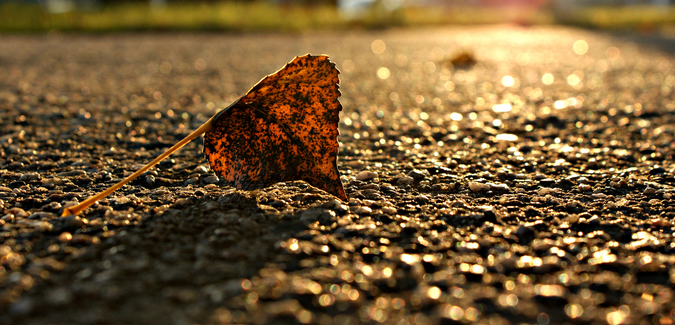 Golden Autumn II